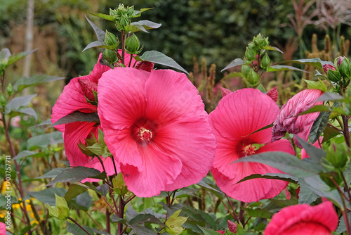 Giant red Hibiscus moscheutos, Trangri ‘Planet Griotte’, rose mallow in flower.