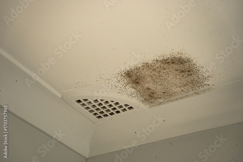 dampness mold ventilation fungus
