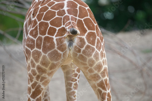 Photography Reticulated Giraffe Pee from Behind View