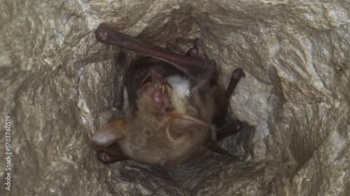 Close up strange animal Greater mouse-eared bat Myotis myotis group hanging upside down in the hole of the cave cleaning their paw with claws by licking to combing hair waked just after hibernation.
