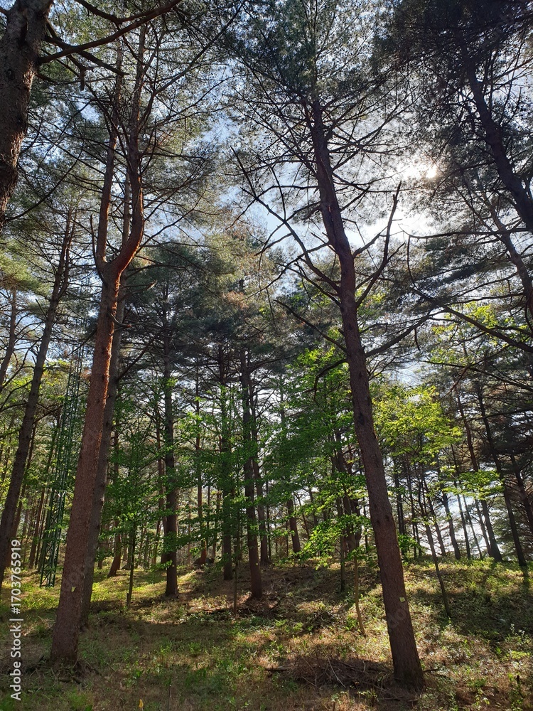 Obraz premium Sunlight Through Pine Forest Canopy