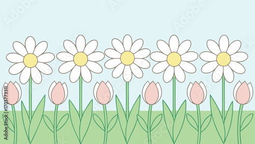 A delightful spring garden featuring daisies and tulips in a row, creating a simple yet elegant floral display against a soft blue background