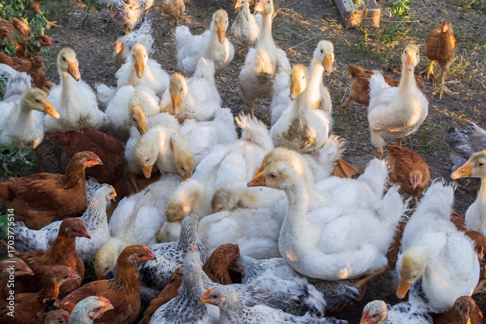 Obraz premium Large group of goslings and chickens feeding together outdoors on a rural farm. White geese and brown hens on green grass in evening light. Countryside poultry farming and agriculture lifestyle.