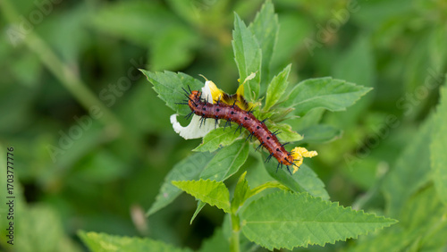 caterpillar on the flower, insects on the flower with nature background. green environment. 