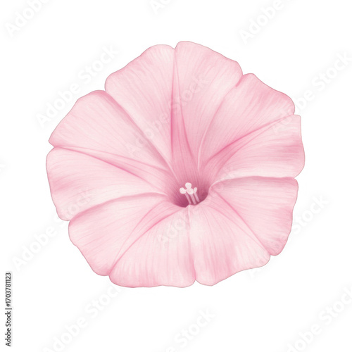 Isolated Gentle Pink Morning Glory Blossom on Transparent Background
