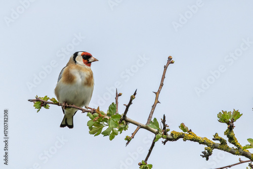 Photography European Goldfinch (Carduelis carduelis) in Dublin (Ireland)