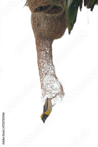 A baya weaver bird perched on a pendant nest in a forest, a Baya Weaver is building elegant nests. Palm tree with group of baya weaver bird nests hanging.