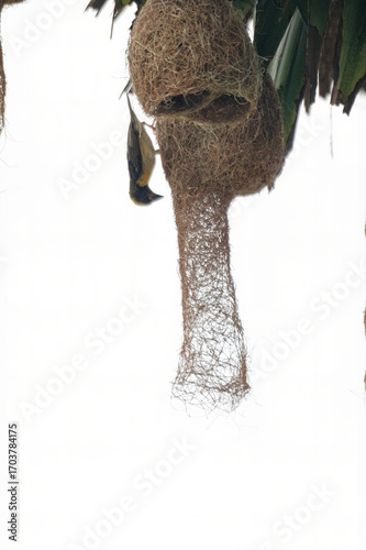 A baya weaver bird perched on a pendant nest in a forest, a Baya Weaver is building elegant nests. Palm tree with group of baya weaver bird nests hanging.