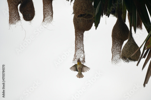 A baya weaver bird perched on a pendant nest in a forest, a Baya Weaver is building elegant nests. Palm tree with group of baya weaver bird nests hanging.