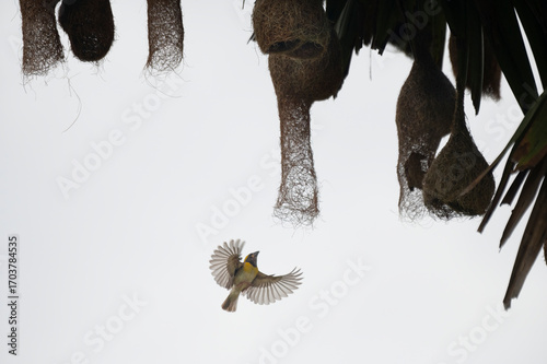 A baya weaver bird perched on a pendant nest in a forest, a Baya Weaver is building elegant nests. Palm tree with group of baya weaver bird nests hanging.
