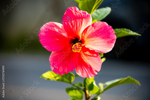Pink Hibiscus or Pink Chinese Rose