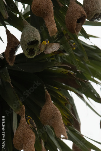 A baya weaver bird perched on a pendant nest in a forest, a Baya Weaver is building elegant nests. Palm tree with group of baya weaver bird nests hanging.