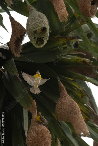 A baya weaver bird perched on a pendant nest in a forest, a Baya Weaver is building elegant nests. Palm tree with group of baya weaver bird nests hanging.