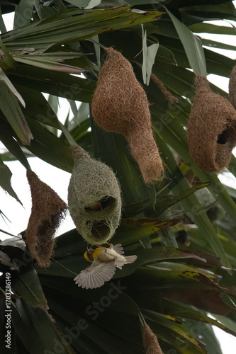 A baya weaver bird perched on a pendant nest in a forest, a Baya Weaver is building elegant nests. Palm tree with group of baya weaver bird nests hanging.