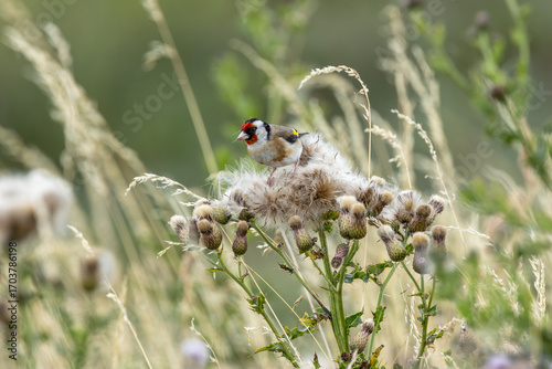 Canvas Print European Goldfinch (Carduelis carduelis) in Dublin (Ireland)