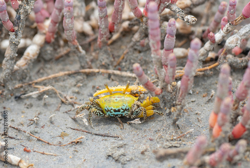 A fiddler crab on the salt flats beach sand at ennore beach, chennai, tamilnadu, India. A fiddler crab ready to fight, family Ocypodidae, ghost crab and mangrove crab.