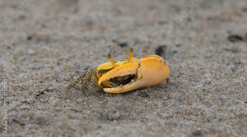 A fiddler crab on the salt flats beach sand at ennore beach, chennai, tamilnadu, India. A fiddler crab ready to fight, family Ocypodidae, ghost crab and mangrove crab.
