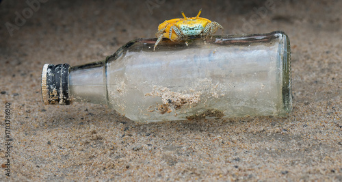 A fiddler crab on the salt flats beach sand at ennore beach, chennai, tamilnadu, India. A fiddler crab ready to fight, family Ocypodidae, ghost crab and mangrove crab.