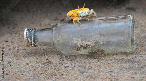 A fiddler crab on the salt flats beach sand at ennore beach, chennai, tamilnadu, India. A fiddler crab ready to fight, family Ocypodidae, ghost crab and mangrove crab.