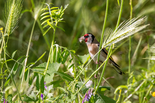 Photography European Goldfinch (Carduelis carduelis) in Dublin (Ireland)