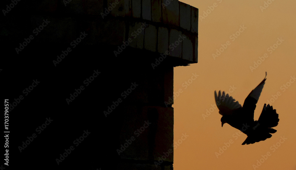 Obraz premium Pigeons flying at sunset on the roof of the house