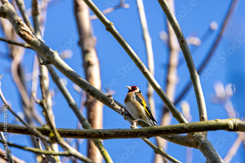 Photography European Goldfinch (Carduelis carduelis) in Dublin (Ireland)