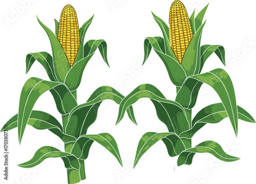 Realistic corn plant illustration with green leaves and yellow kernels, maize crop vector isolated on white background for agricultural design