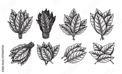 vector set of vintage Tobacco leaves