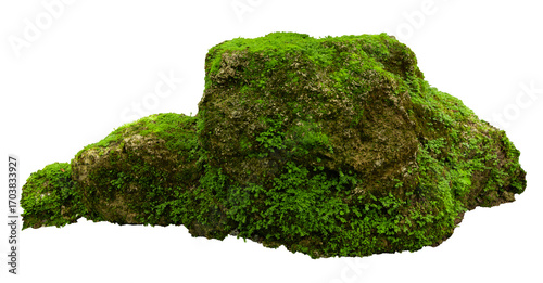 Tropical plant fern moss bush tree jungle stone rock isolated on white background with clipping path.