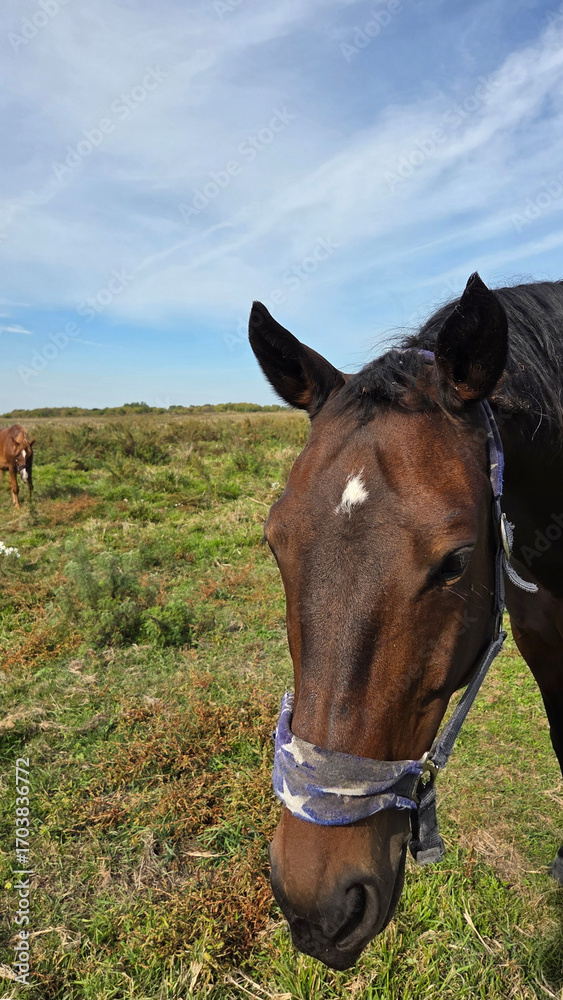 Fototapeta premium Beautiful brown horse with long mane stands prominently in natural landscape during light