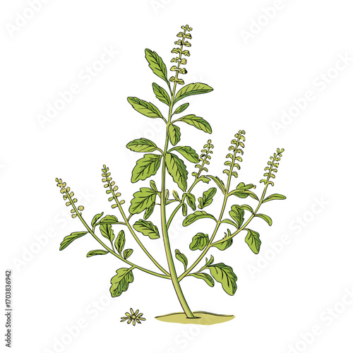 Green plant with leaves and flower spikes stems flowers