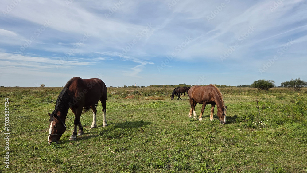 Obraz premium Group of young horses on the pasture. Brown Quarter Horses In A Field