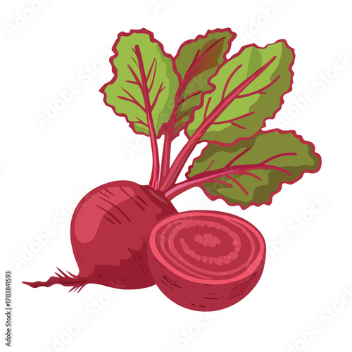 Crimson root vegetable with green leaves and cross section beet food