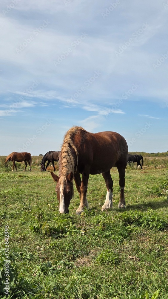 Fototapeta premium Thoroughbred horse mare on pasture. Farm animal