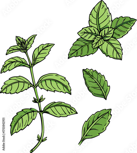Green leafy plant sprigs and individual leaves botanical