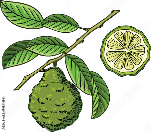 Green citrus fruit branch with leaves and slice vector