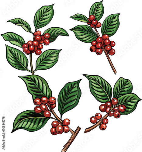 Coffee branches with red berries and green leaves vector