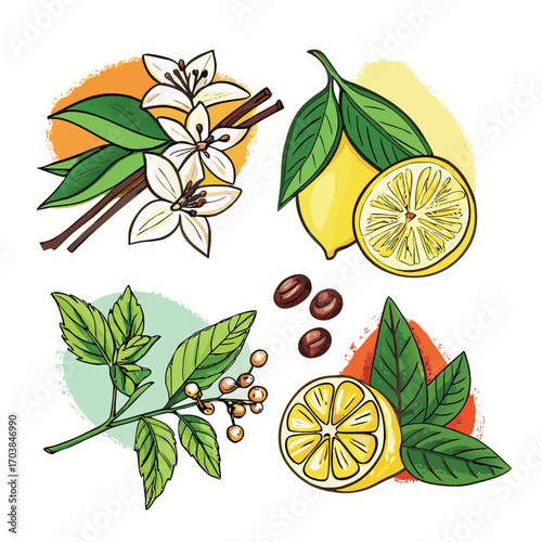 Citrus blossoms lemons coffee beans and berries on branches vector