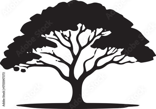 Silhouette of a mature acacia tree with sprawling branches against a neutral backdrop