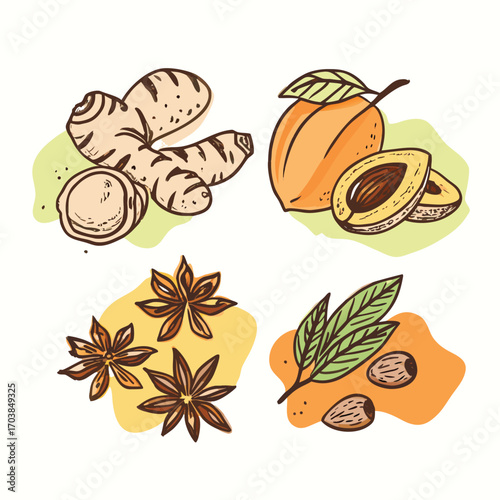 Ginger apricot star anise nutmeg with leaves vector
