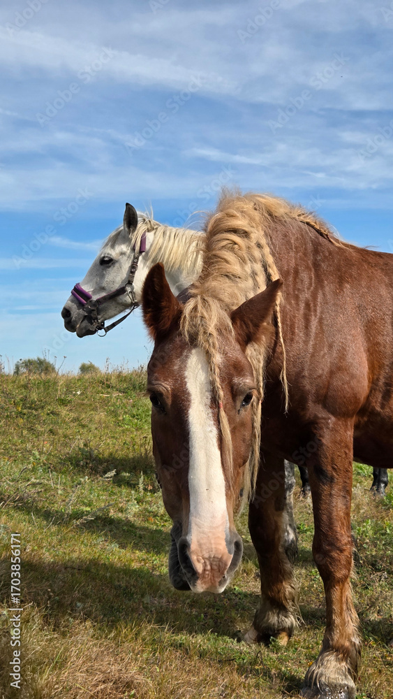 Fototapeta premium Thoroughbred horse mare on pasture. Farm animal. Pair of Horses in pasture