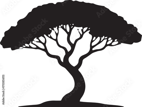 Silhouette of a majestic acacia tree with spreading branches and a textured canopy against a