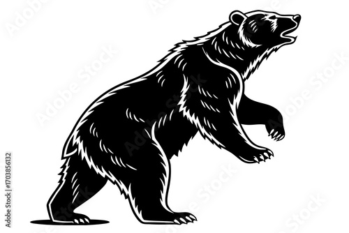 Black bear standing on hind legs roaring