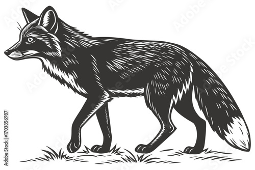 Black and white illustration of a fox walking in grass