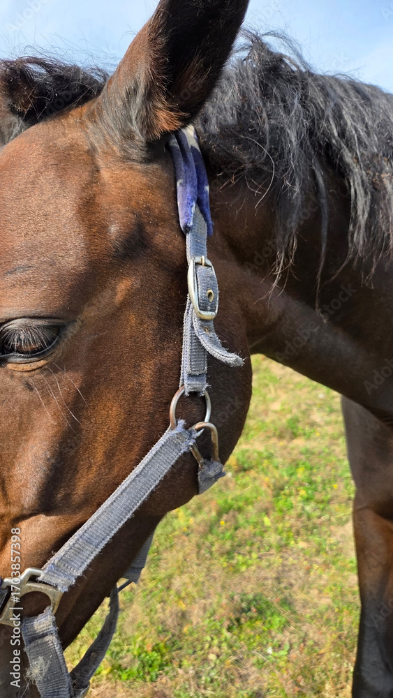 Fototapeta premium Beautiful brown horse with long mane stands prominently in natural landscape during light