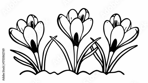 Illustration of three crocus flowers with leaves and a small mound of dirt in black and white line art created with generated ai 