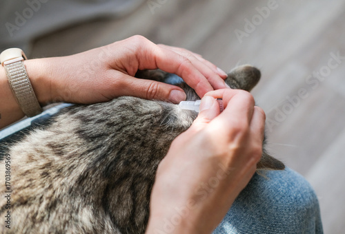 Close-up of hands applying spot-on topical treatment to tabby cat's neck, with focus on responsible pet care and preventative health