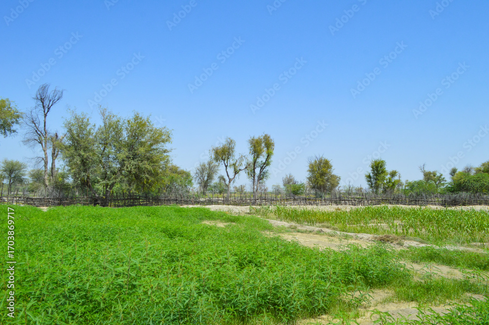 Obraz premium Summer season a beautiful view of alfalfa grass field, nature organic farming landscape vachellia nilotica trees 