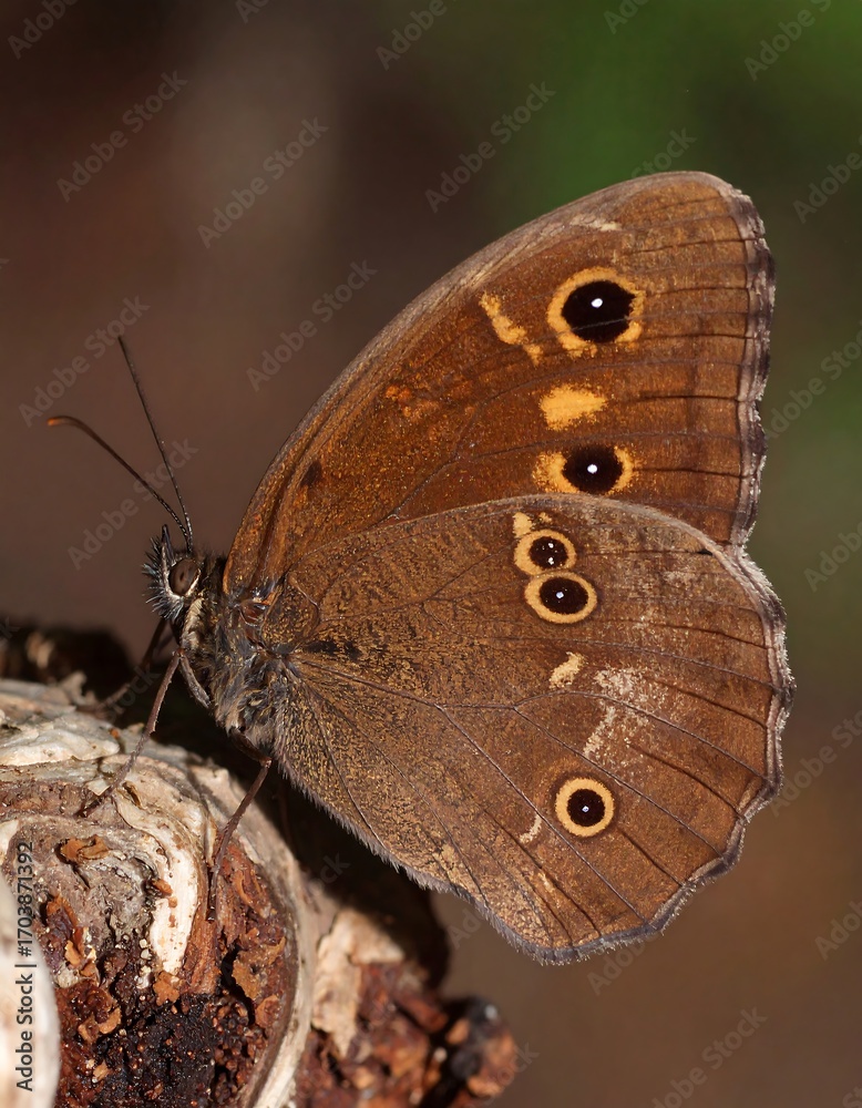 Obraz premium Close-up of a brown butterfly perched on a branch