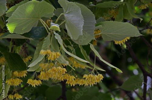 Yellow bloom and green leaves of Tilia, linden or linden in summer, Sofia, Bulgaria 